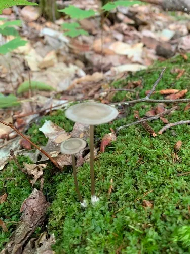 Entoloma infula