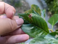 Ectoedemia nyssaefoliella thumbnail 3