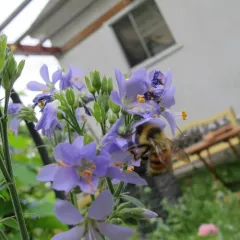 Tricolored Bumble Bee thumbnail 2