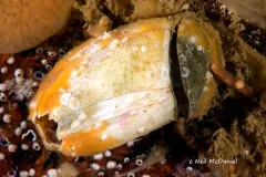 Rostrate Barnacle thumbnail 2