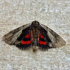 Ultronia Underwing thumbnail 2