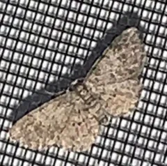 Texas Gray thumbnail 2
