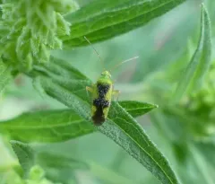 Ornate Plant Bug thumbnail 3