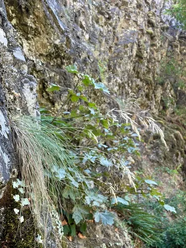 Calamagrostis howellii
