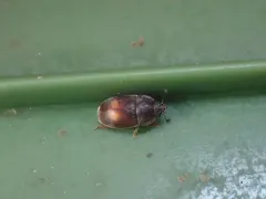Two-dots Sap Beetle thumbnail 2