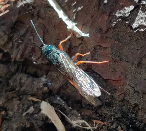 Sirex abietinus