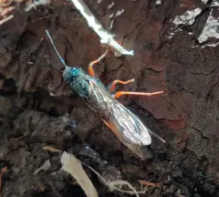 Sirex abietinus thumbnail 1