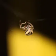 Furrow Orbweaver thumbnail 4