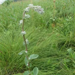 purple rattlesnake root thumbnail 1