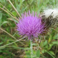 Flodman's thistle thumbnail 4