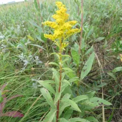 Missouri goldenrod thumbnail 3