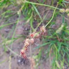 mat sandbur thumbnail 4