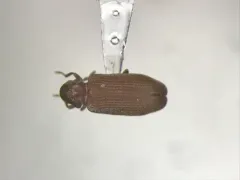 Hemicoelus pusillus thumbnail 1
