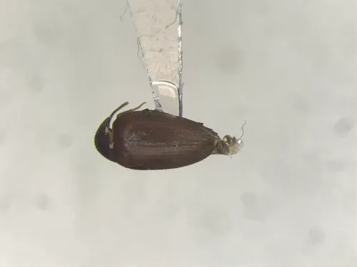Eucinetus morio