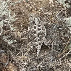 Greater Short-horned Lizard thumbnail 4