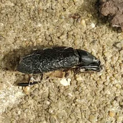 Roughened Darkling Beetle thumbnail 2