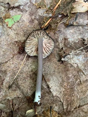 Entoloma porphyrogriseum