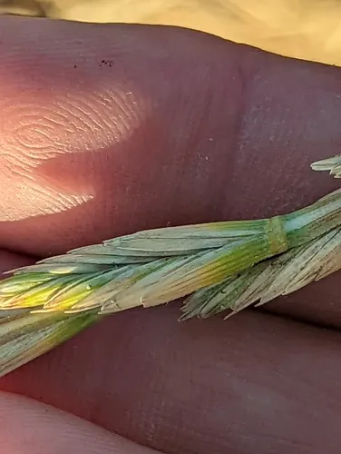 Tall Wheat Grass