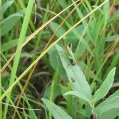 Black-sided Meadow Katydid thumbnail 2