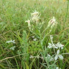 False Boneset thumbnail 4