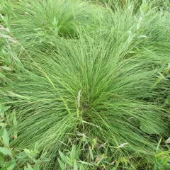 prairie dropseed thumbnail 2