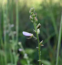 tall tick-trefoil thumbnail 3