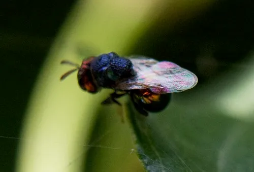Perilampus auratus