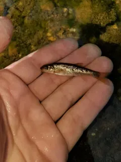 Allegheny Pearl Dace thumbnail 2