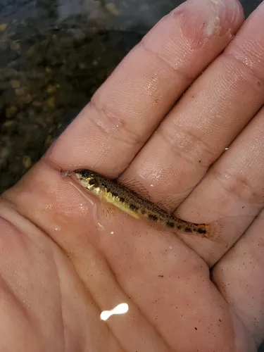 Channel Darter