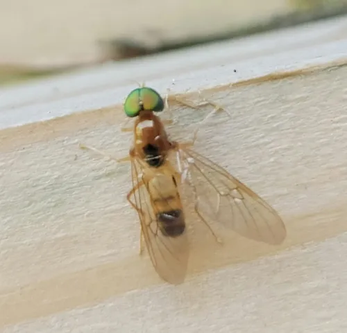 Sargus elegans
