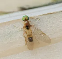 Sargus elegans thumbnail 1