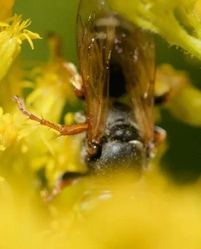 Tachytes harpax