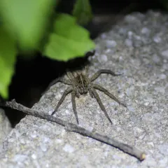 Wetland Giant Wolf Spider thumbnail 2