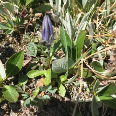 Mountain Harebell thumbnail 3
