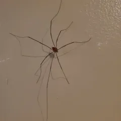 Leiobunum nigropalpi thumbnail 4
