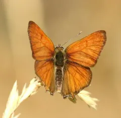 Tailed Copper thumbnail 3