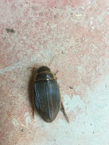Dytiscus dauricus