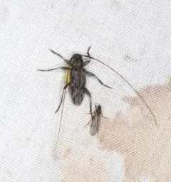 Lepturges pictus thumbnail 3