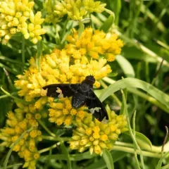 Adorned Bee Fly thumbnail 2