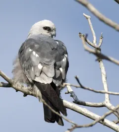 Mississippi Kite thumbnail 4