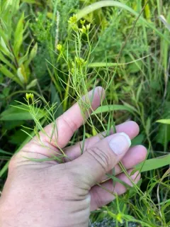 Prairie Goldenrod thumbnail 3
