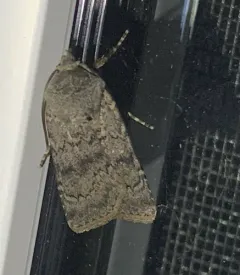 Hairy Euxoa Moth thumbnail 2
