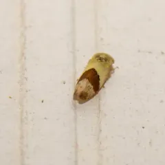 Norvellina seminuda thumbnail 3