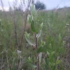 silky aster thumbnail 4