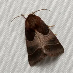 Arcigera Flower Moth thumbnail 4