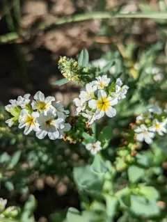 alkali heliotrope thumbnail 3