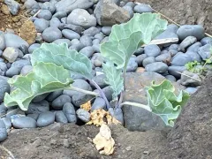 sea kale thumbnail 3