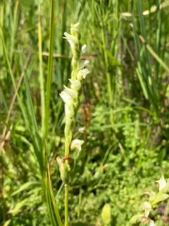 languid ladies'-tresses thumbnail 3