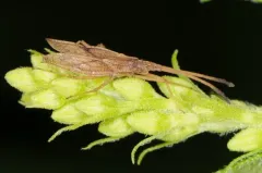 Melanorhopala clavata thumbnail 4