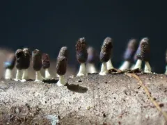 White-footed Slime thumbnail 4